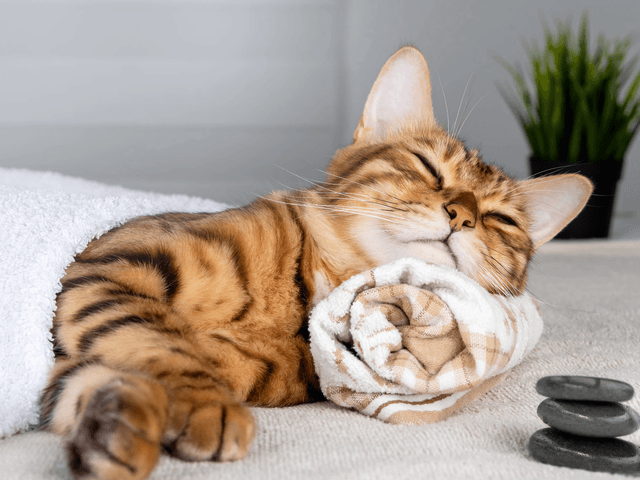 KOBIDO - STAROŻYTNA DROGA DO PIĘKNA