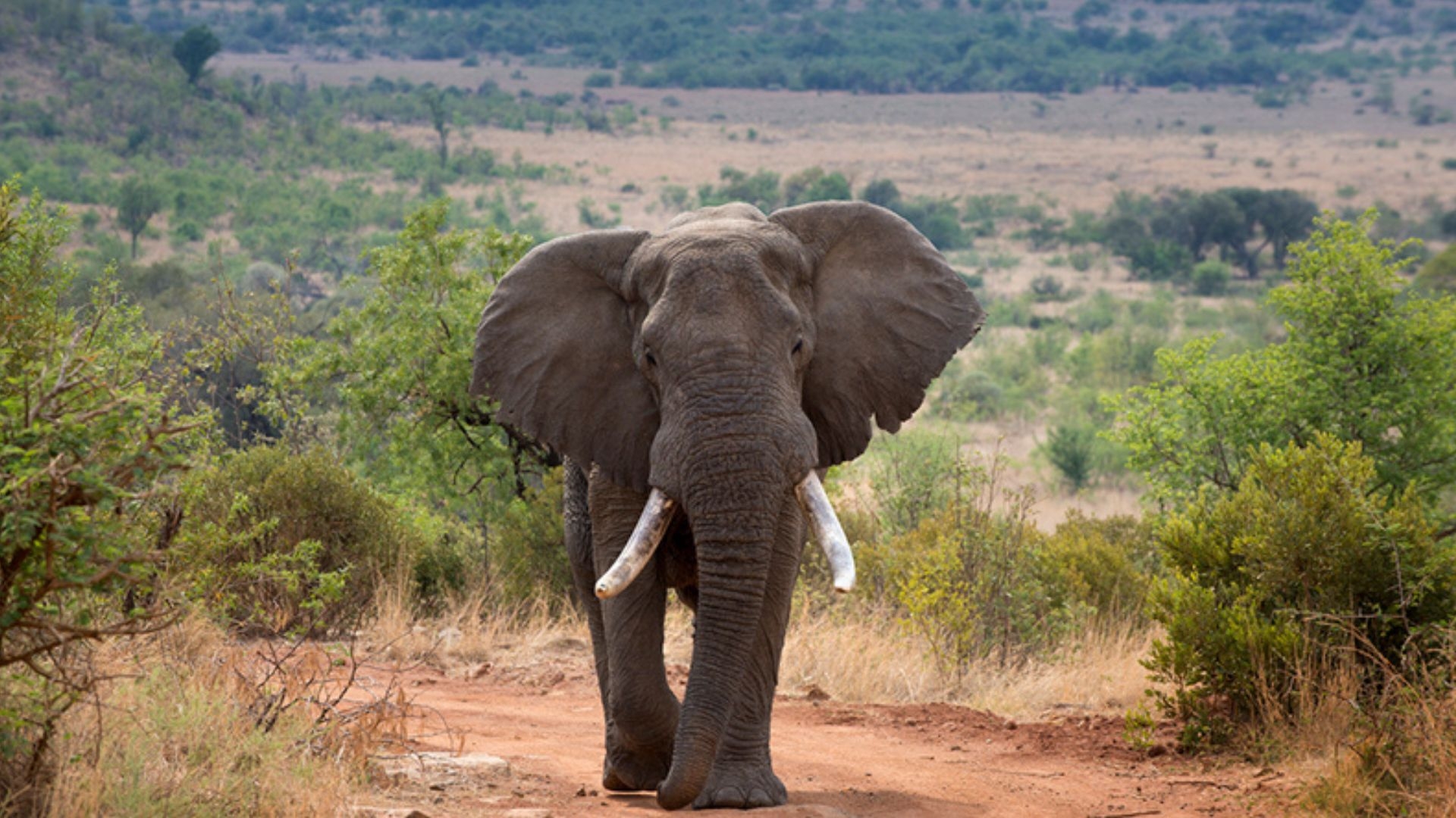 WILDLIFE CENTRE ACTIVITIES