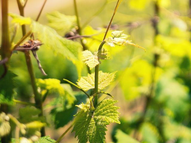 POLECANE WINA GRUZIŃSKIE