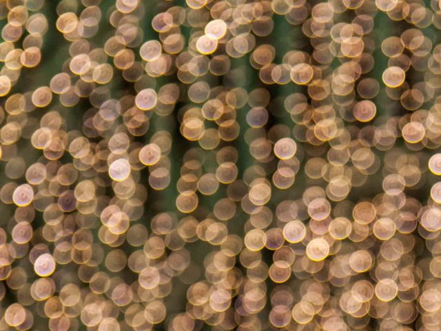 SZAMPAN / WINO MUSUJĄCE 