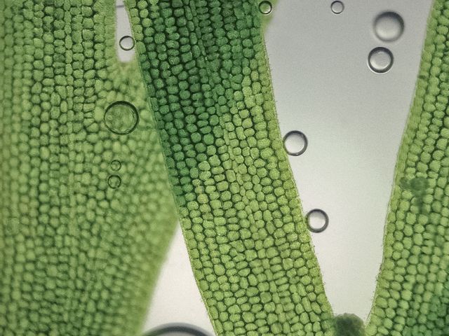 Treatments in the Soft Pack water bed