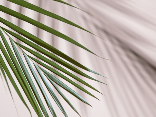 Antioxidant Treatments PRO XN